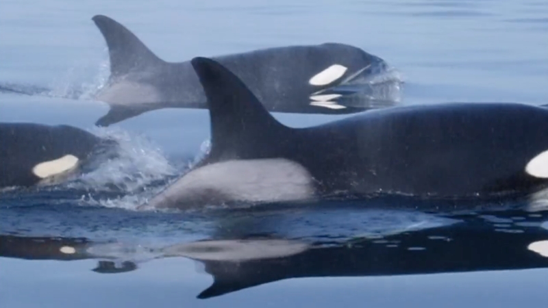 Orcas Swimming